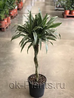 Драцена Маргината высотой 180см в горшке (Dracaena marginata) купить с  доставкой в СПб