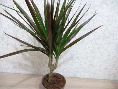 Растение в горшке, 17 cm IKEA DRACAENA ДРАЦЕНА MARGINATA 305.263.41 купить  в Минске, цена 86 рублей - Интернет магазин
