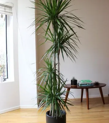 Драцена маргината высотой 200см в горшке (Dracaena marginata) купить с  доставкой в СПб