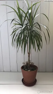 Драцена Dracaena marginata - «Не держите драцену в тесном горшке, но будьте  осторожны с поливом. Фото было-стало» | отзывы