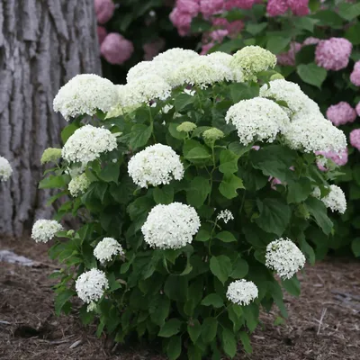 Гортензия древовидная \"Аннабель\" (Hydrangea arborescens \"Annabelle\") -  Питомник и Садовый центр Русские Деревья