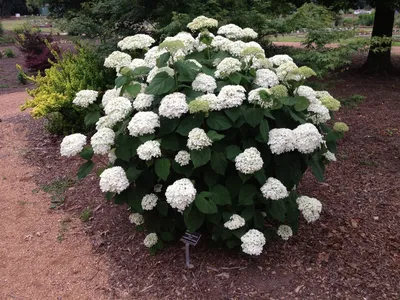 Гортензия древовидная “Анабель” Hydrangea arborescens 'Annabelle' - купить  саженцы в Минске и Беларуси