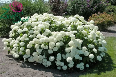 Гортензия древовидная Анабель. (Hydrangea arborescens Annabelle) Контейнер  С3 купить в интернет-магазине ЦВІТСАД с доставкой по Украине