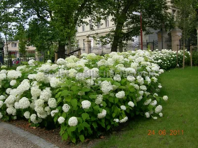 Купить Гортензия древовидная Аннабель Hydrangea arborescens Annabelle - в  питомнике Флорини