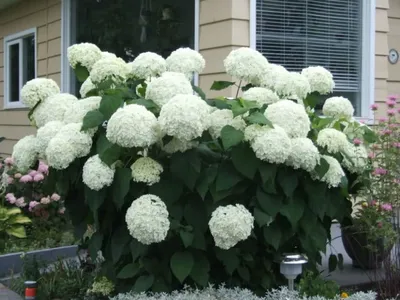 Гортензия древовидная Стронг Анабель. (Hydrangea arborescens Strong  Annabelle) Р9 купить в интернет-магазине ЦВІТСАД с доставкой по Украине