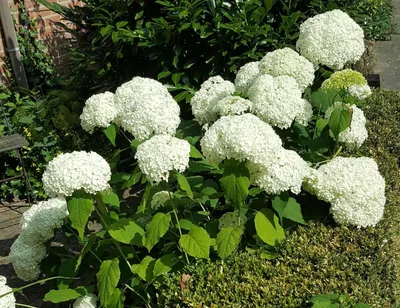 Hydrangea arborescens 'Sweet Annabelle', Гортензия древовидная 'Свит Анабель '