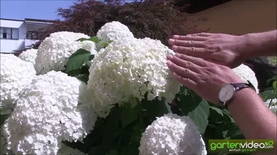 Гортензия древовидная Лихт Роуз Аннабель (Hydrangea arborescens Licht Rose  Annabelle) - Сад удачи, интернет-магазин садовых растений