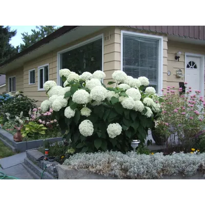 Hydrangea arborescens 'Pink Annabelle', Гортензия древовидная 'Пинк Анабель'