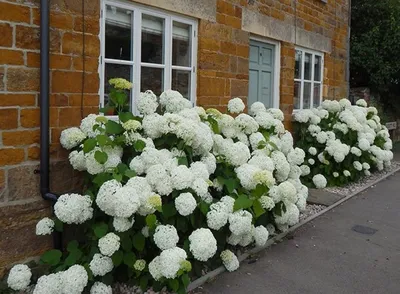 Купить Гортензия древовидная Аннабель Hydrangea arborescens Annabelle - в  питомнике Флорини