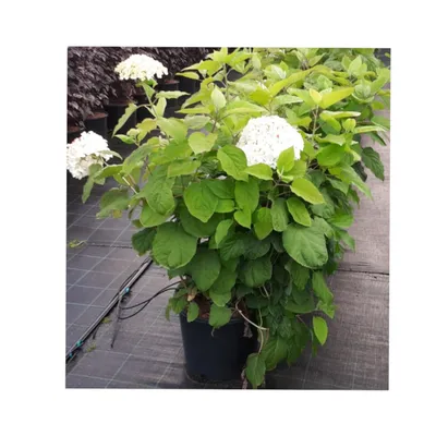 Гортензия древовидная Стронг Анабель Hydrangea arborescens Incrediball  Strong Annabelle - купить декоративные и хвойные растения с доставкой по  Украине в магазине Добродар