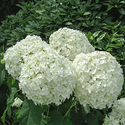 Гортензия древовидная (Hydrangea arborescens `Ruby Annabelle`) - Гортензия  древовидная - Кустарники - Каталог - LESKOVO-PITOMNIK.ru