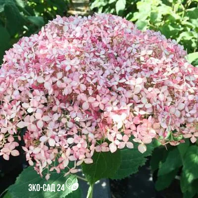 Гортензия древовидная Стронг Анабель Hydrangea arborescens Incrediball  Strong Annabelle - купить декоративные и хвойные растения с доставкой по  Украине в магазине Добродар