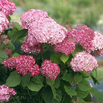 Гортензия древовидная Пинк Анабель С3 / Hydrangea arborescens Pink  Annabelle (ID#239166096), цена: 330 ₴, купить на Prom.ua