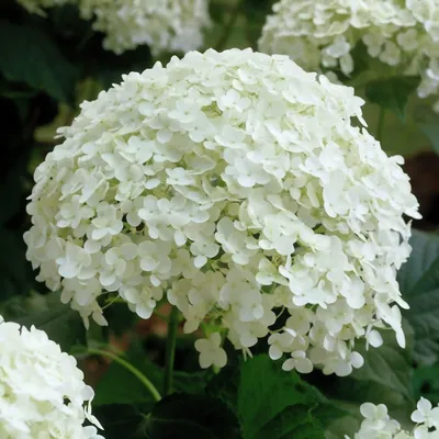 Гортензия древовидная Стронг Анабель Hydrangea arborescens Incrediball  Strong Annabelle - купить декоративные и хвойные растения с доставкой по  Украине в магазине Добродар