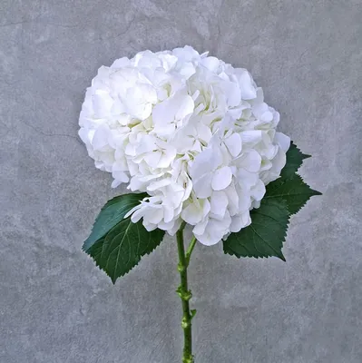 Гортензия древовидная белая - «Гортензия белая древовидная. Многолетняя  красавица. Но остерегайтесь, гортензия ядовитое растение!» | отзывы