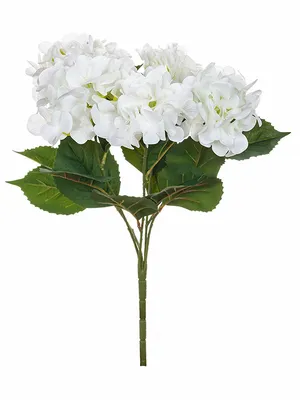 1 белая гортензия - купить в Москве по цене 1390 р - Magic Flower