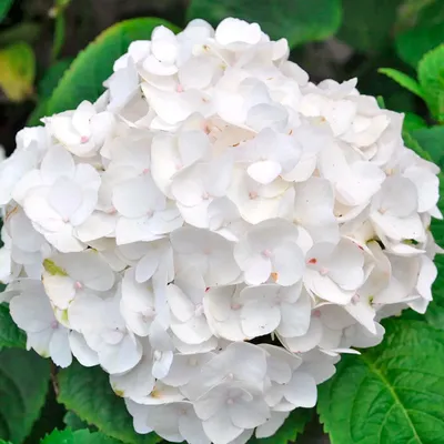 Гортензия белая White Verena купить в Минске - LIONflowers
