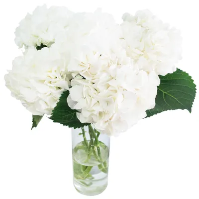 Гортензия стабилизированная белая - купить в магазине | Сухоцветы |  Стабилизированные цветы | Букеты из сухоцветов