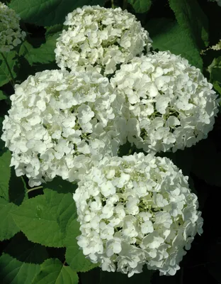 Гортензия крупнолистная белая — Рассада цветов и овощей.