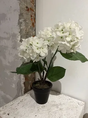 Гортензия стабилизированная белая - купить в магазине | Сухоцветы |  Стабилизированные цветы | Букеты из сухоцветов