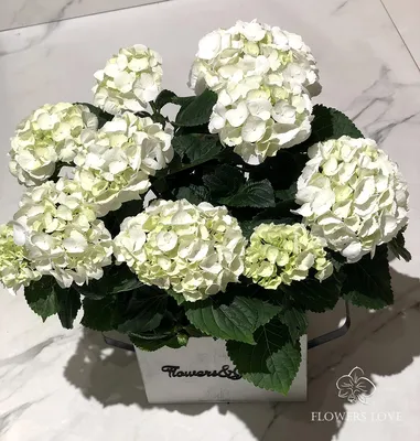 Букет из 1 белой гортензии в крафте - купить в Москве по цене 1390 р -  Magic Flower