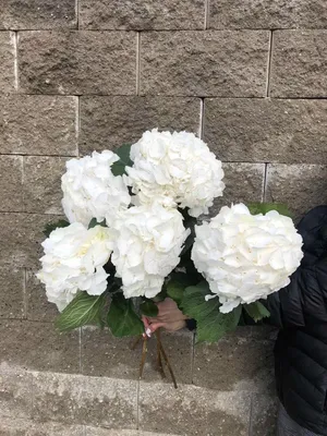 Купить Гортензия белая в Фролово за 550 руб. | Быстрая доставка цветов