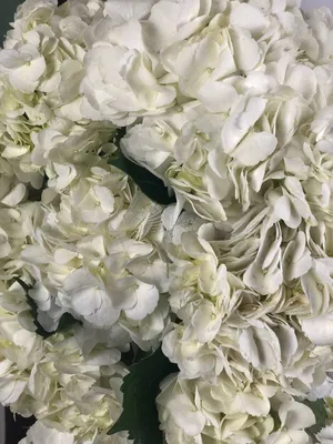 Гортензия белая White Verena купить в Минске - LIONflowers