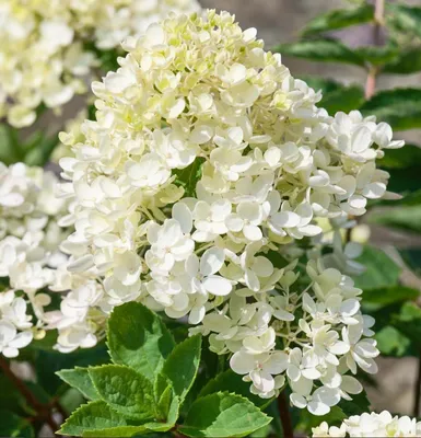 Гортензия метельчатая (Hydrangea paniculata `Bombshell`) - Гортензия  метельчатая - Кустарники - Каталог - LESKOVO-PITOMNIK.ru