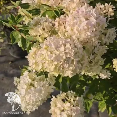 Кустарники: Гортензия метельчатая Бомбшелл \"Hydrangea paniculata Bombshell\"