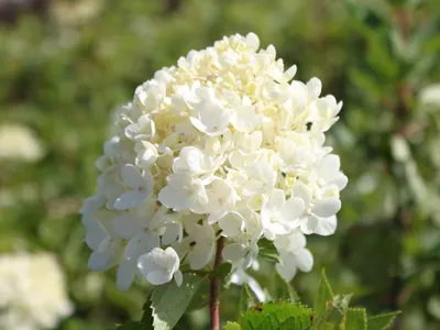 Гортензия метельчатая Бомбшелл (Hydrangea paniculata 'Bombshell') 5л, цена  в Пскове от компании Вилла-Планта (питомник растений)