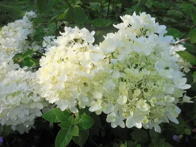 Гортензия метельчатая \"Бомбшелл\" / Hydrangea paniculata \"Bombshell\"