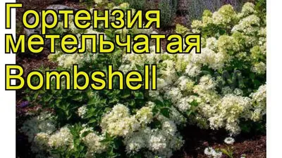 Гортензия метельчатая \"Bombshell\" (Бомбшел), купить в Екатеринбурге