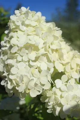 Гортензия метельчатая Бомбшелл: купить в Москве саженцы Hydrangea  paniculata Bombshell в питомнике «Медра» по цене от 1560 руб