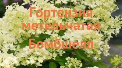 Гортензия метельчатая Бомбшелл. (Hydrangea paniculata Bombshell) С7,5;  5-летка купить в интернет-магазине ЦВІТСАД с доставкой по Украине
