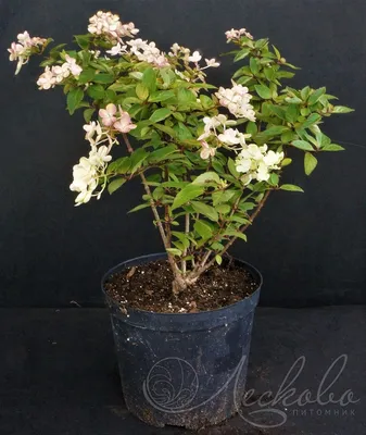 Гортензия метельчатая (Hydrangea paniculata `Bombshell`) - Солитеры - По  областям применения - Каталог - LESKOVO-PITOMNIK.ru