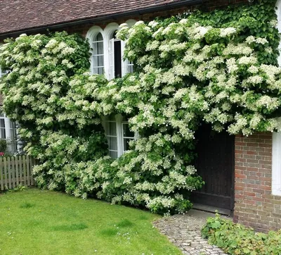 Hydrangea anomala subsp. petiolaris, Гортензия черешковая (плетистая)