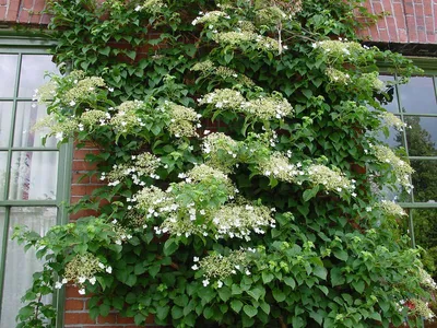 Гортензия черешковая \"Hydrangea petiolaris\" купить по цене 850 рублей от  питомника саженцев и растений Центросад | Фото и консультация по уходу