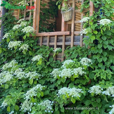 Гортензия черешковая вьющаяся (Hydrangea anomala petiolaris) - Зеленый сад