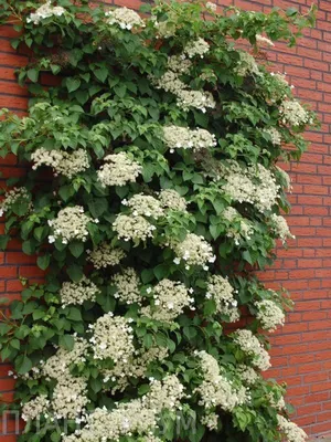 Купить Гортензия черешковая Hydrangea petiolaris - в питомнике Флорини