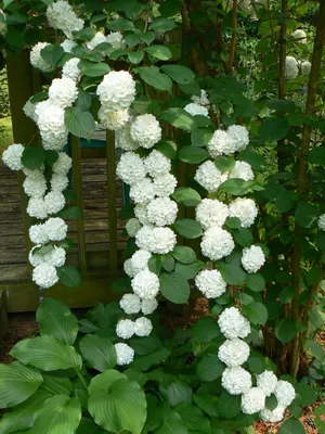 Гортензия черешковая (Hydrangea anomala petiolaris)