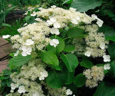 Гортензия черешковая (Hydrangea petiolaris)