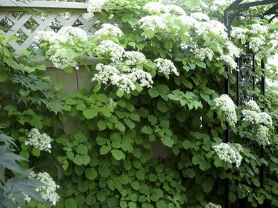 Гортензия черешковая Миранда: купить в Москве саженцы Hydrangea petiolaris  Miranda в питомнике «Медра»