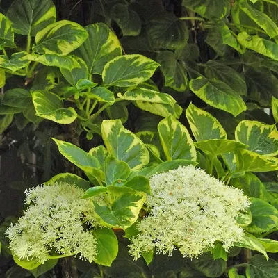 Гортензия черешковая, Hydrangea anomala ssp. petiolaris