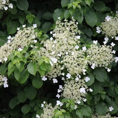 Саженцы Гортензия черешковая \"Hydrangea petiolaris\" из питомника растений  Гринстрана купить по цене от 0 рублей | Описание, фото, доставка,  консультация — Гринстрана.ру