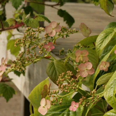 Гортензия черешковая вьющаяся (Hydrangea anomala petiolaris) - Зеленый сад