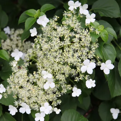 Гортензия черешковая вьющаяся (Hydrangea anomala petiolaris) - Зеленый сад