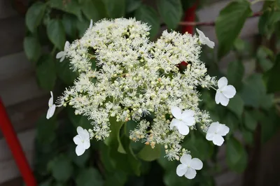 Гортензия черешковая вьющаяся (Hydrangea anomala petiolaris) - Зеленый сад