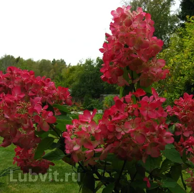 Гортензия метельчатая 'Даймонд Руж'/Hydrangea pan. 'Diamond Rouge' С3-4 —  цена в Оренбурге, купить в интернет-магазине, характеристики и отзывы, фото