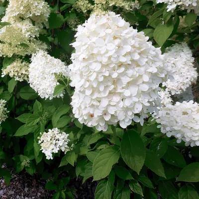 Гортензия метельчатая Даймонд Руж (Hydrangea paniculata Diamant Rouge) |  Цветомания