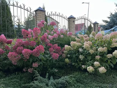 Купить Гортензия метельчатая Даймонд Руж Hydrangea paniculata Diamond Rouge  - в питомнике Флорини